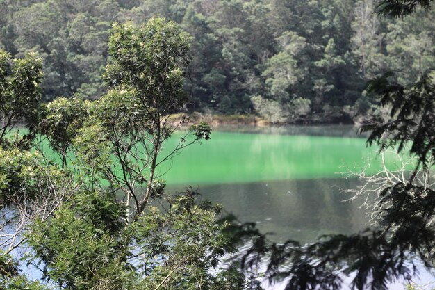 Foto lago verde