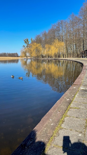 lagoa calma de outono com patos nadando