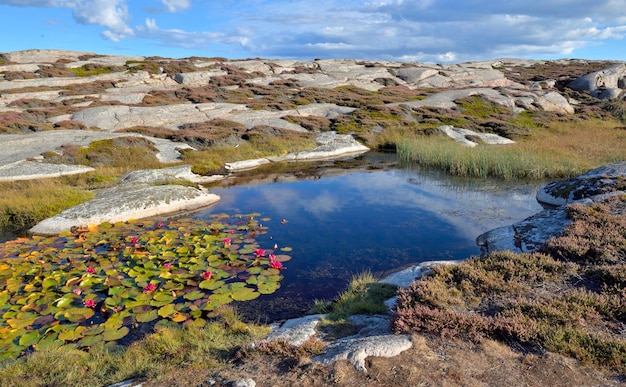 Lagoa com flores de lírio d'água rosa florescendo em uma costa rochosa na Suéciax9