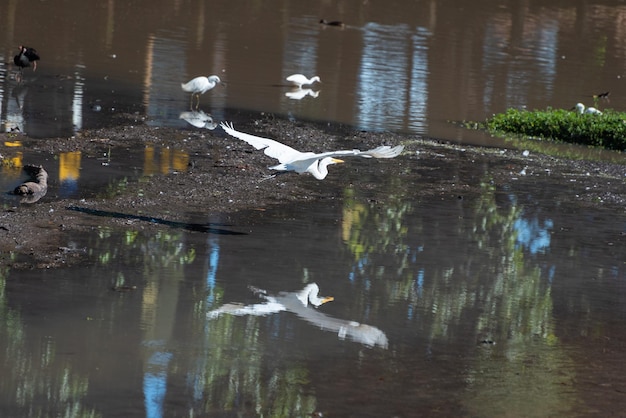 Lagoa com pássaros bela lagoa cheia de foco seletivo de luz natural de aves aquáticas