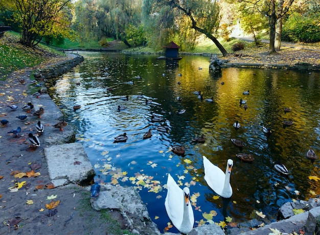 Lagoa com patos selvagens e cisnes no parque de outono da cidade em Lviv (Ucrânia).