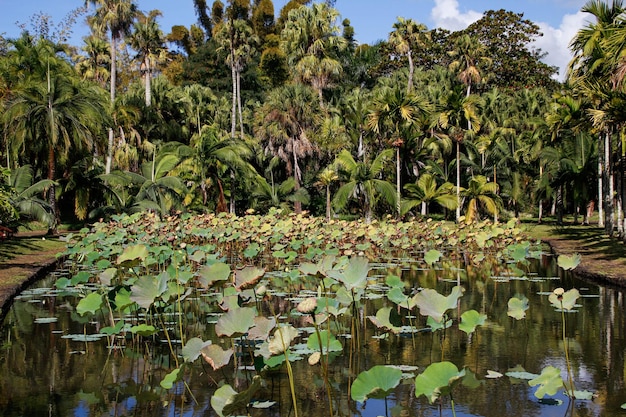 Lagoa com plantas de flores de lótus no jardim botânico Sir Seewoosagur Ramgoolam