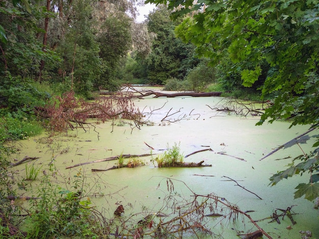 Foto lagoa de pântano verde misteriosa de floresta escura com pântano