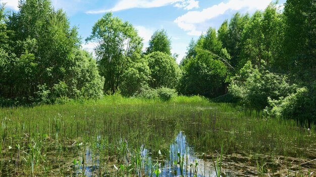 Foto lagoa de verão coberta de plantas aquáticas, com reflexo do céu e das árvores.