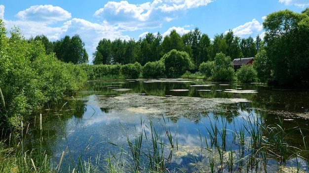 Lagoa de verão com grama e árvores verdes crescendo perto da costa. A superfície da água reflete a