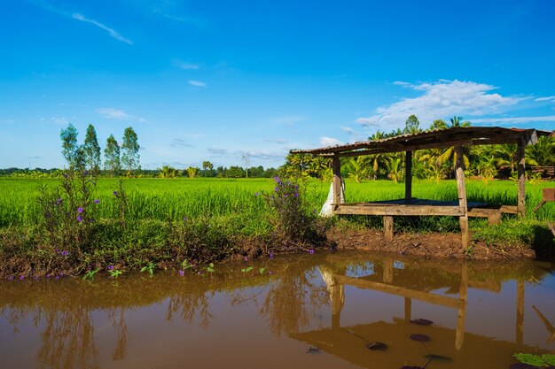 Lagoa e casa de campo no campo de arroz na zona rural