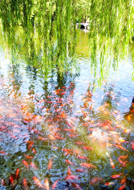 Lagoa Goldfish dentro do parque