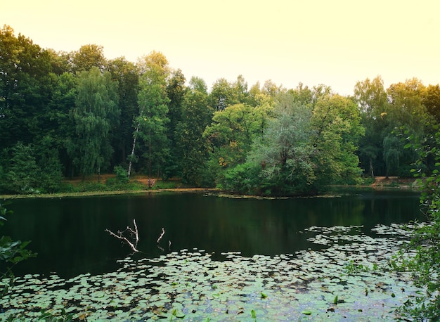 Lagoa linda de verão no cenário da paisagem do parque da cidade