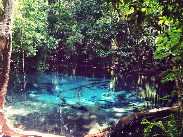 Foto lagoa na floresta