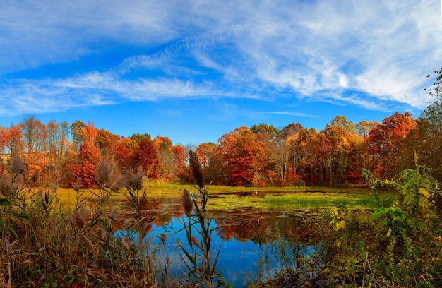 Lagoa no outono folhas amarelas reflexo outono amarelo madeira lago