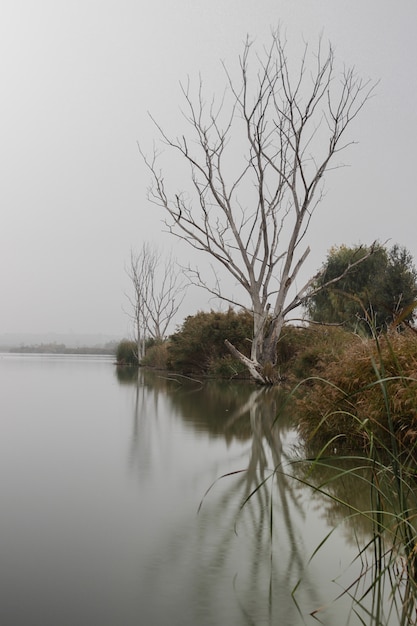 Lagoa nublada com plantas e árvores carecas