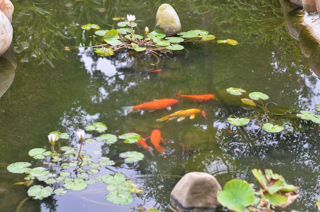 Foto lagoa pequena no parkxa