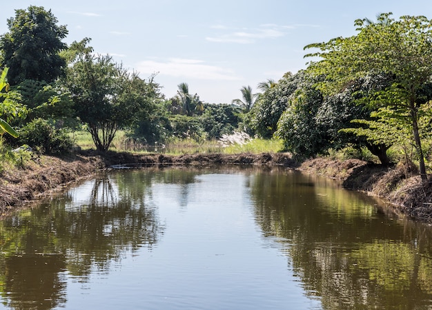 Lagoa pequena tranquilo com cercada por árvores.