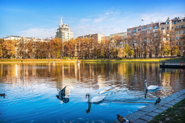 Lagoas do Patriarca em um dia ensolarado de outono patos e cisnes brancos Moscou