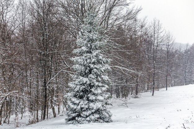 Lagos de inverno plitvice