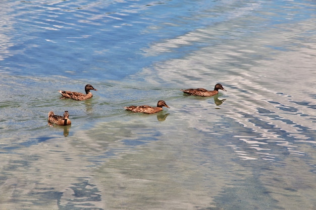 Foto lagos na floresta, rotorua, nova zelândia