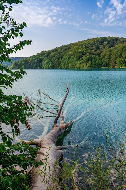 Lagos Plitvice na Croácia bela paisagem de verão com árvore caída em água turquesa