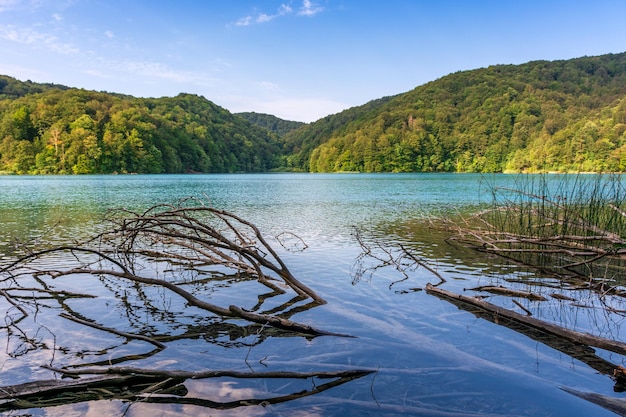 Lagos Plitvice na Croácia bela paisagem de verão com árvore caída em água turquesa