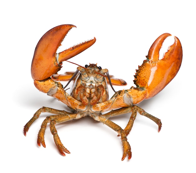 Lagosta americana, Homarus americanus,