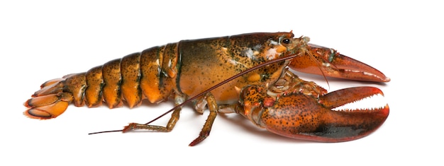 Lagosta americana, Homarus americanus,