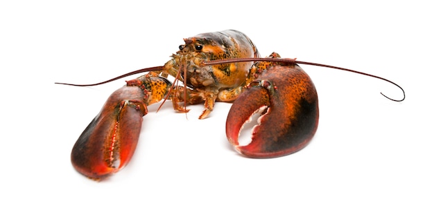 Lagosta americana, Homarus americanus,