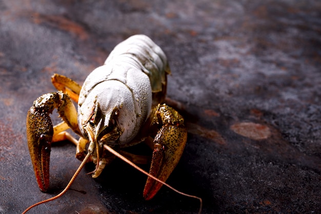 Lagostas raw, baby lobster.summer food. frutos do mar.