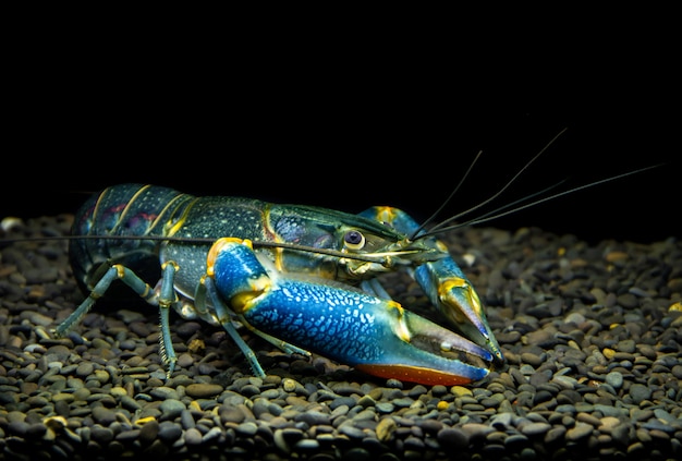 Foto lagostas redclaw do arco-íris yabby no aquário.