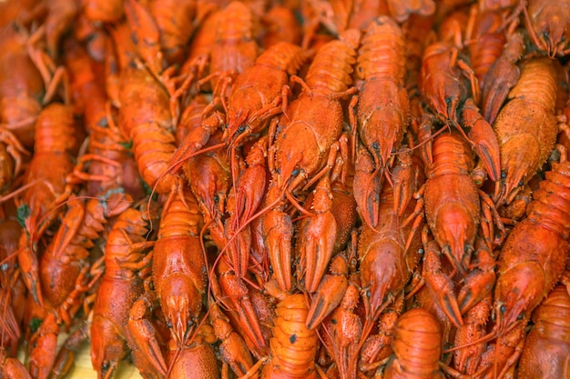 Lagostins cozidos vermelhos frescos Lagostins cozidos com aneto Lanche de cerveja Lagostins à cerveja