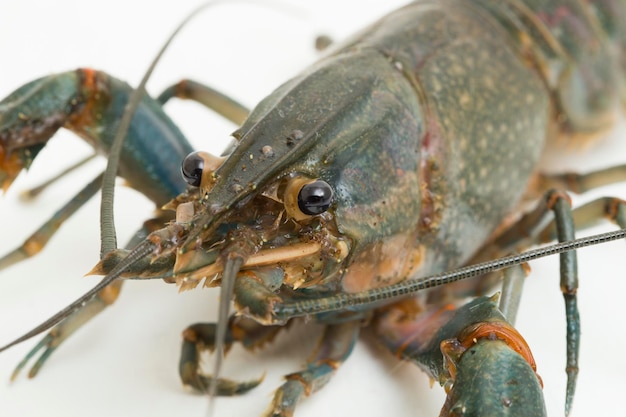 Lagostins de água doce Procambarus clarkii isolados no fundo branco