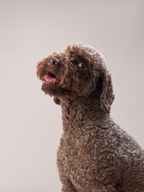 Lagotto romagnolo em um fundo bege Retrato de um animal de estimação engraçado dentro de casa