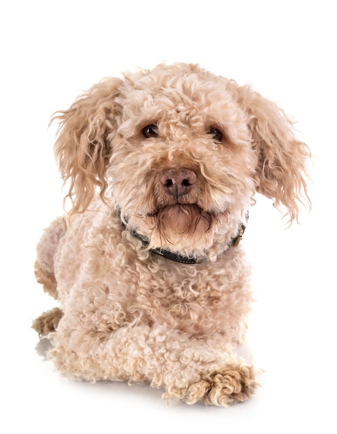 lagotto romagnolo