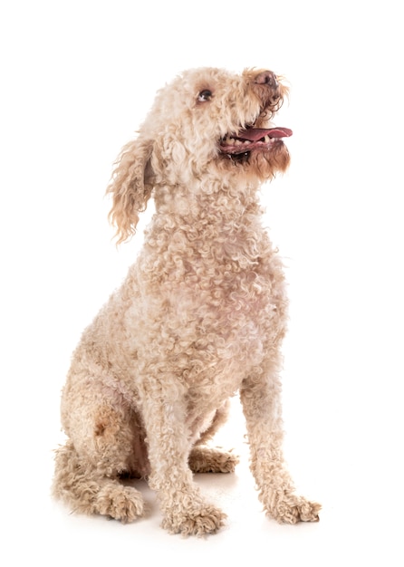 Lagotto romagnolo