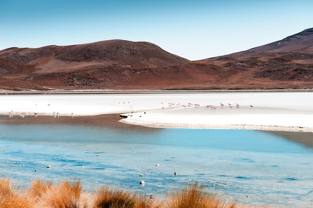 Foto laguna de alta altitud y volcanes en la meseta del altiplano bolivia flamingos rosados en la laguna