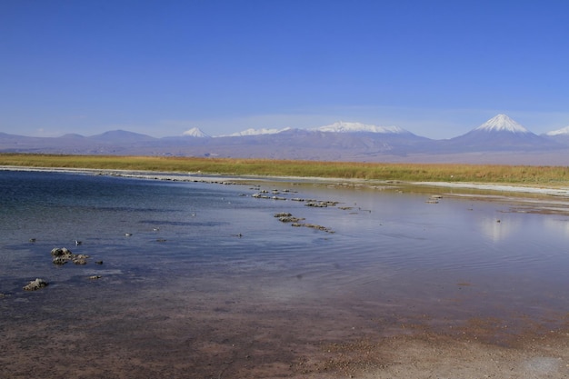 Laguna Cejar Atacama Chile