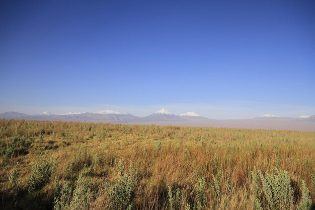 Laguna Cejar Atacama Chile