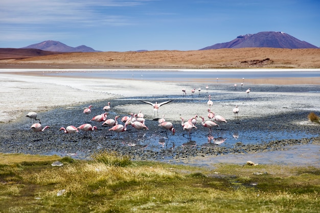 Laguna Colorada en Bolivia