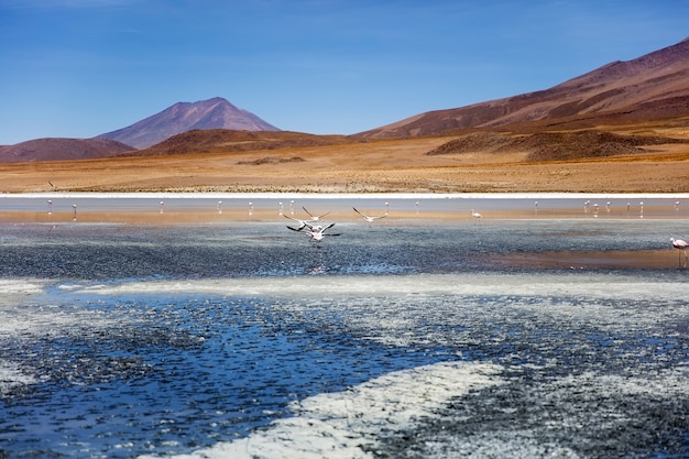 Foto laguna colorada in bolivien