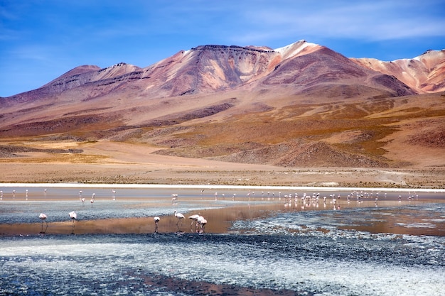 Laguna Colorada na Bolívia