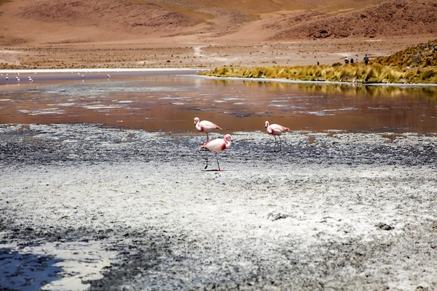 Laguna Colorada na Bolívia