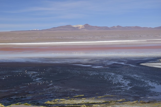 Laguna Colorada na Reserva Nacional Eduardo Avaroa em Uyuni Bolívia a 4300 m acima do nível do mar