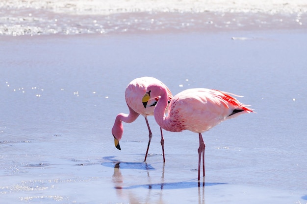 Foto laguna hedionda flamingos, bolívia. fauna andina. lagoa boliviana