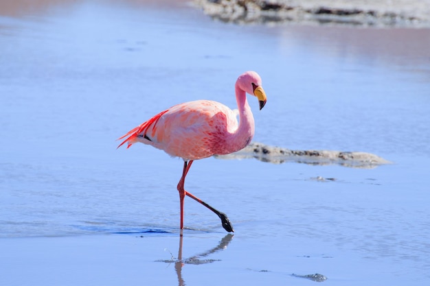 Foto laguna hedionda flamingos, bolívia. vida selvagem andina. lagoa boliviana