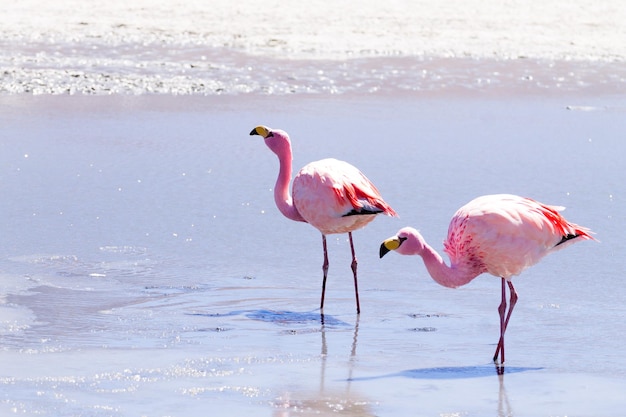 Laguna Hedionda flamingos Bolívia