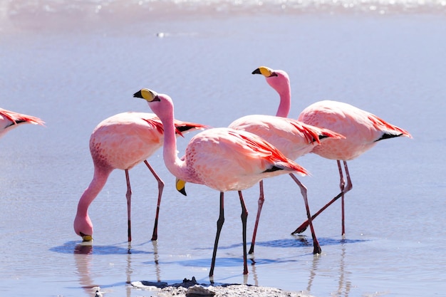 Laguna hedionda flamingos bolívia