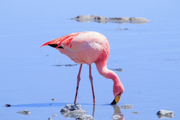 Laguna Hedionda flamingos