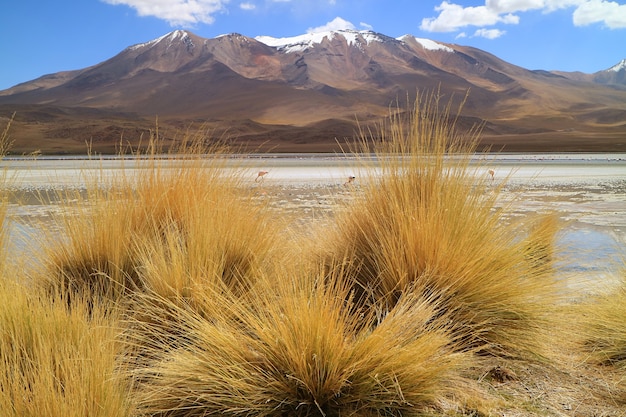 Laguna lago hediondasaline com flamingos rosa e grama do deserto stipa ichu no primeiro plano da Bolívia