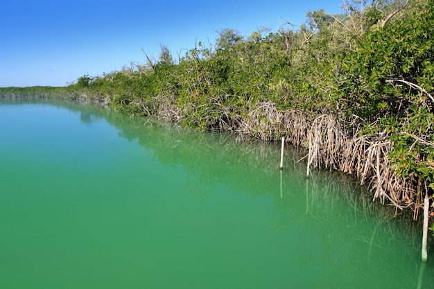 laguna de manglares orilla maya riviera