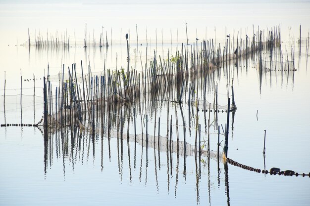 Foto lagune mit stöcken und vögeln in sicht, traditionelles fischen in der lagune von valencia. spanien