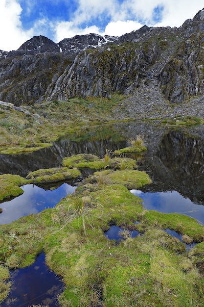 Lagunenbänke voller Moos genannt (Distichia muscoides)