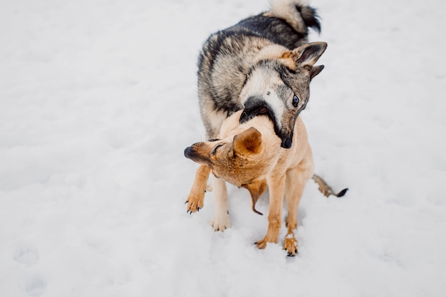 Laika juega agresivamente con el perro dos perros pelean